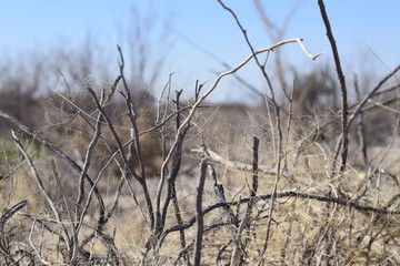 dry bush