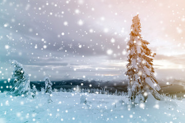 Winter blue landscape. Spruce tree in deep snow on mountain clearing on cold sunny day on copy space background of cloudy sky.