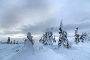 Winter mountain blue landscape. Small spruce trees in deep snow on bright cloudy sky copy space background.