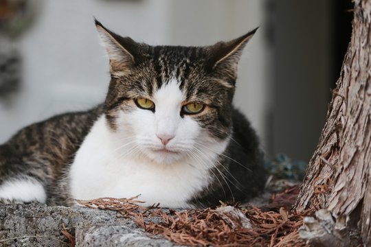Katze liegt im Pflanzstein und beobachtet