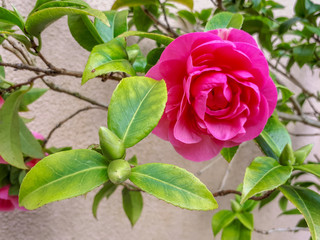 Pink Camellia Flower and Bud with Green Leaves