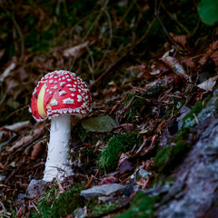 Orange mushroom with a hairy leg grows on a soft pillow of green moss