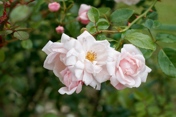 Obraz premium gentle flowers of the Bush of wild rose close-up