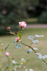 single rose branch with thorns on garden background close-up