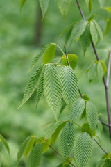textured green elm leaves in the Park closeup