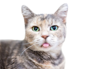Fototapeta na wymiar A domestic shorthair cat with dilute tortoiseshell tabby markings, also known as a patched tabby, with green eyes, sticking its tongue out