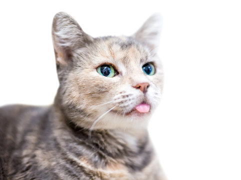 A domestic shorthair cat with dilute tortoiseshell tabby markings, also known as a patched tabby, with green eyes, sticking its tongue out