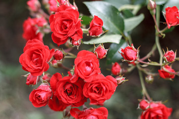 red flowers of a garden rose on a Bush close-up