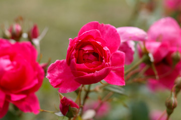 rosebud garden roses on the Bush close-up