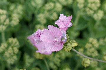 delicate pink flowers on the shrub in the garden close-up