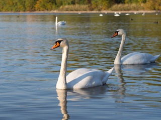 Pair of swan birds in lake in golden evening light