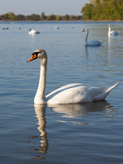 Swan birds in lake in golden evening light