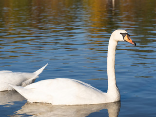Swan bird in lake in golden evening light