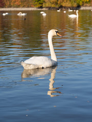 Swan bird in lake in golden evening light