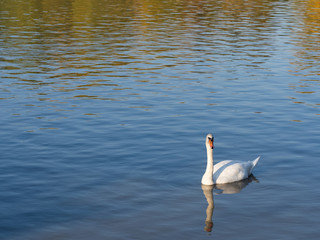 Obraz premium Swan bird in lake in evening light
