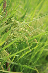 松崎町　夏の田んぼの風景