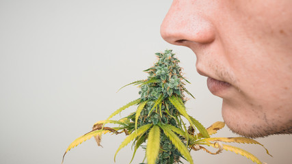 The young person sniffing marijuana buds, close-up. Cannabis plant growing indoor.