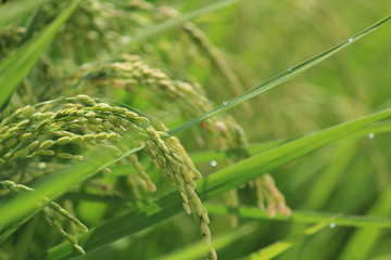 松崎町　夏の田んぼの風景