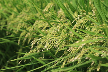 松崎町　夏の田んぼの風景
