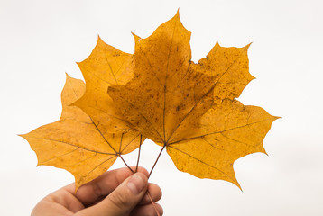 Autumn maple leaves on a white tree background. Golden autumn.