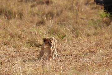 Lion cub standing, Masai Mara National Park, Kenya.