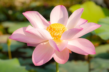 beautiful water lily bloom in pond
