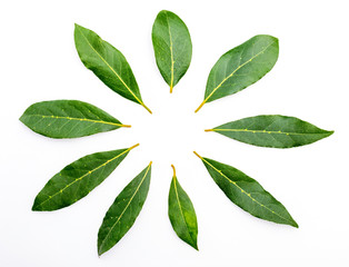 Fresh and dry bay leaves. Isolated on white background. With space to insert your text.