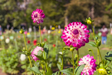 People visiting a dahlia display garden in the Halifax Public Gardens, Nova Scotia, Canada.