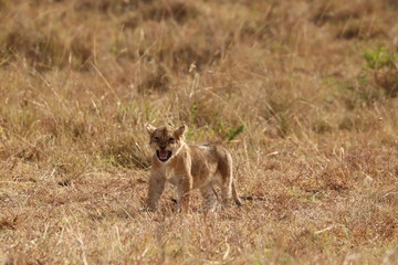 Lion cub roaring, Masai Mara National Park, Kenya.