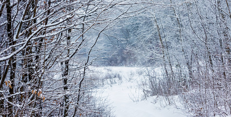 Winter forest in deep sleep. Road in the middle of a snowy forest_