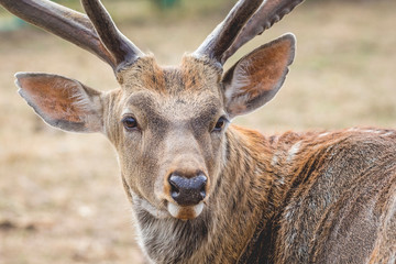 Close up portrait of deer. The deer looks back fearfully_