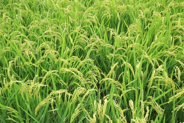 松崎町　夏の田んぼの風景