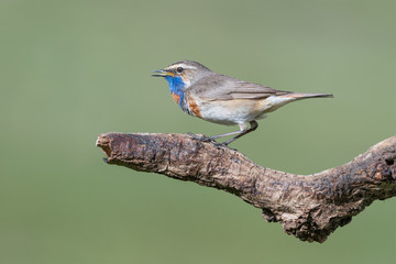 A small, brightly colored bird of the far north, the Bluethroat  (Luscinia svecica)