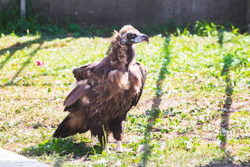 Eagle in profile on grass in sunny weather_
