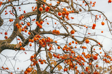 里山に実る柿の実
