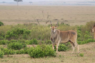 Eland bull, Masai Mara National Park, Kenya.