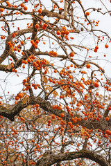 里山に実る柿の実