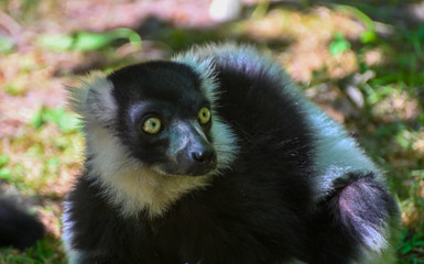 portrait of a black and white ruffed lemur
