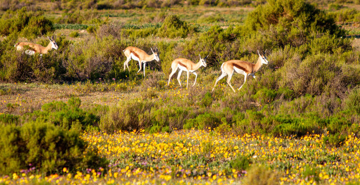 Springboks at the Cederberg Mountains, Western Cape