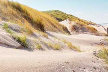 Gasbewachsene Sand-Düne