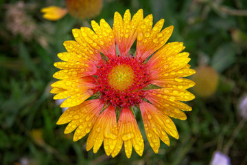 petals of yellow-red rudbeckia with raindrops. Macro photo of rudbeckia flowers with stains of...