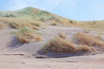 Gasbewachsene Sand-Düne an der Niederländischen Küste