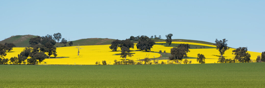 Canola fields near Benalla in Spring, Victoria, Australia