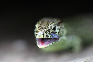 Portrait einer Zauneidechse mit aufgerissenem Maul