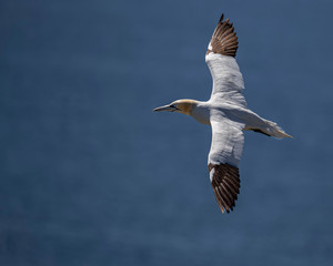 Northern Gannets