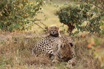 Cheeetah mom and cub, Masai Mara National Park, kenya.