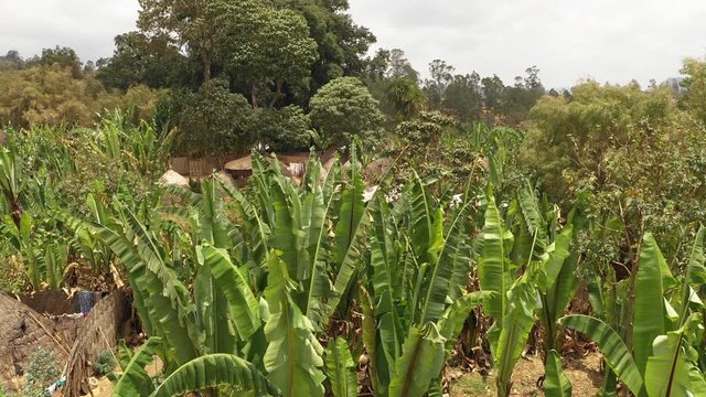 Revealing drone shot flying over banana plants to small Dorze community, traditional tribal village in South Ethiopia