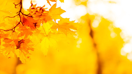 Orange leaves on a tree. Yellow maple leaves on blurred background. Golden leaves in autumn park. Widescreen. Copy space
