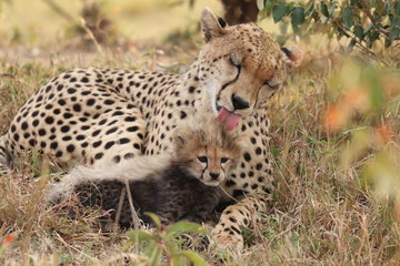 Naklejka na ściany i meble Cheetah mom grooming her cub, Masai Mara National Park, Kenya.
