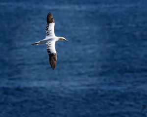 Northern Gannets